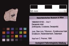 Foto (Objekt + Etiketten) von Decapoda indet. (NHMW-GEO-1990-0041-0160)